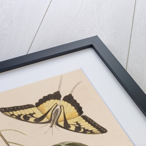 Common hoptree and tiger swallowtail by Mark Catesby