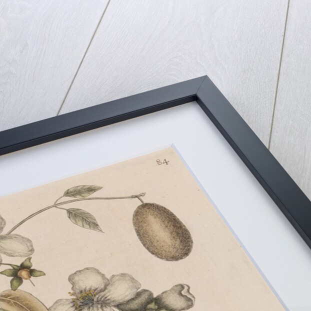 Scentless mock orange, mountain laurel and luna  moth by Mark Catesby