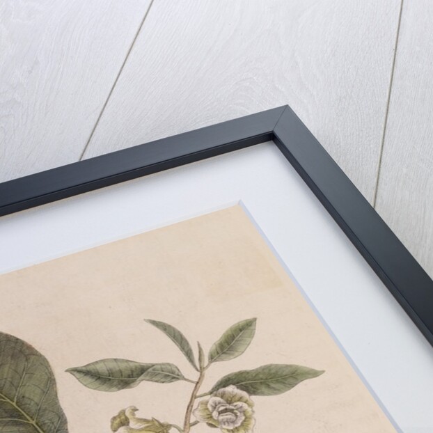 American pawpaw by Mark Catesby