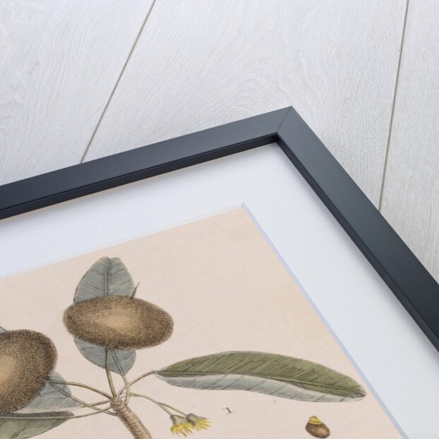 Wild dilly and wild potato by Mark Catesby