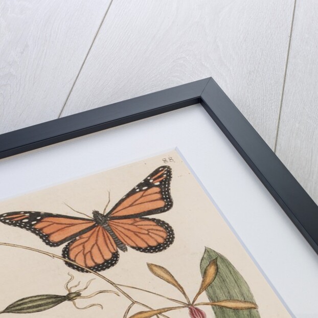 Clamshell orchid and monarch butterfly by Mark Catesby