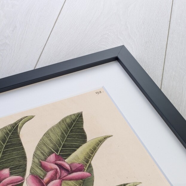 Red frangipani by Mark Catesby