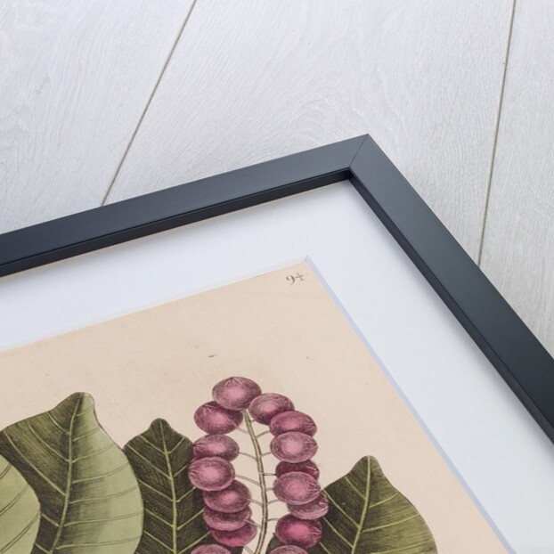 Pigeonplum and hickory horned devil by Mark Catesby