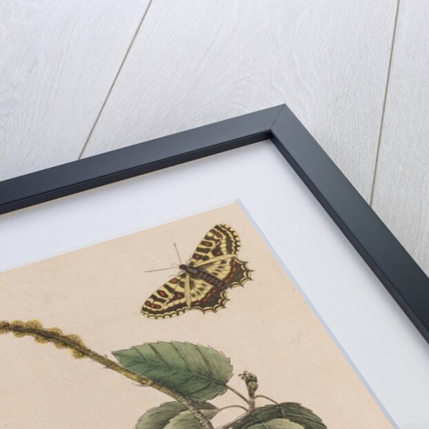 Manchineel tree, smooth leechbush and Spanish  festoons by Mark Catesby