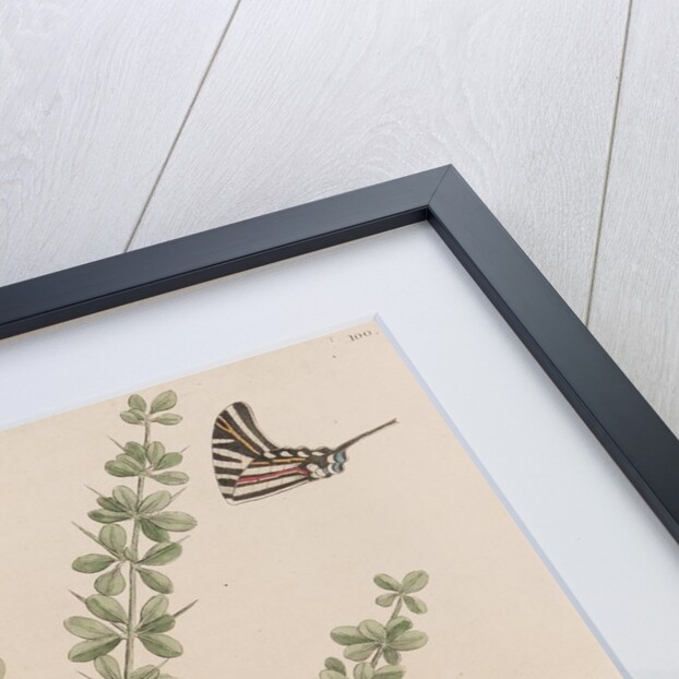 Lily thorn and zebra swallowtail by Mark Catesby