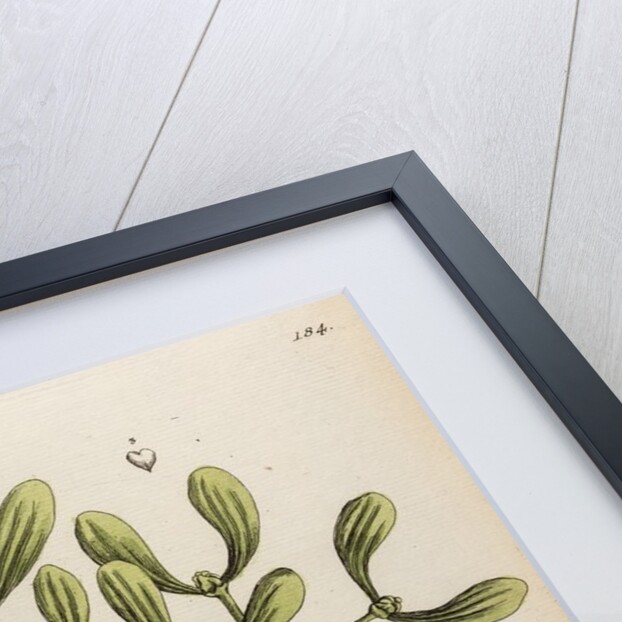 Viscum viscus quercinus by Elizabeth Blackwell