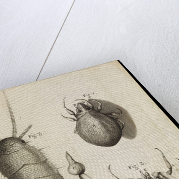 Microscopic views of a black mite, a 'crab-like' insect and a silverfish by Robert Hooke