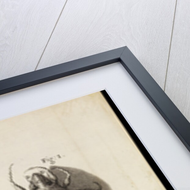 Microscopic views of a black mite, a 'crab-like' insect and a silverfish by Robert Hooke