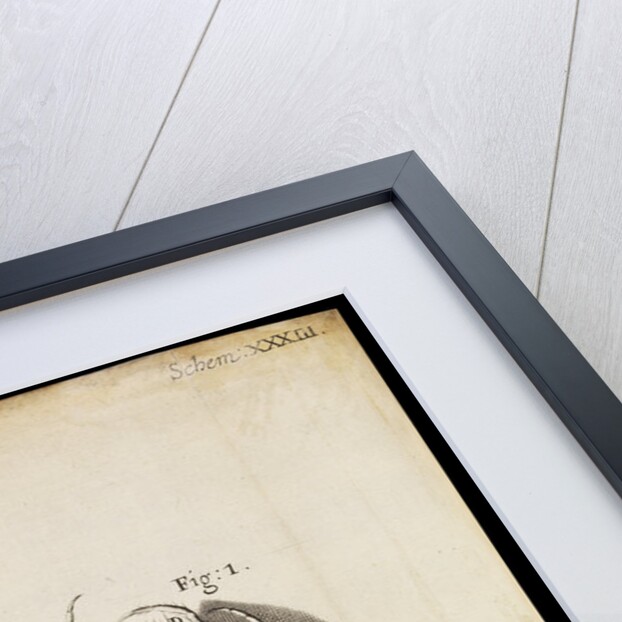 Microscopic views of a black mite, a 'crab-like' insect and a silverfish by Robert Hooke
