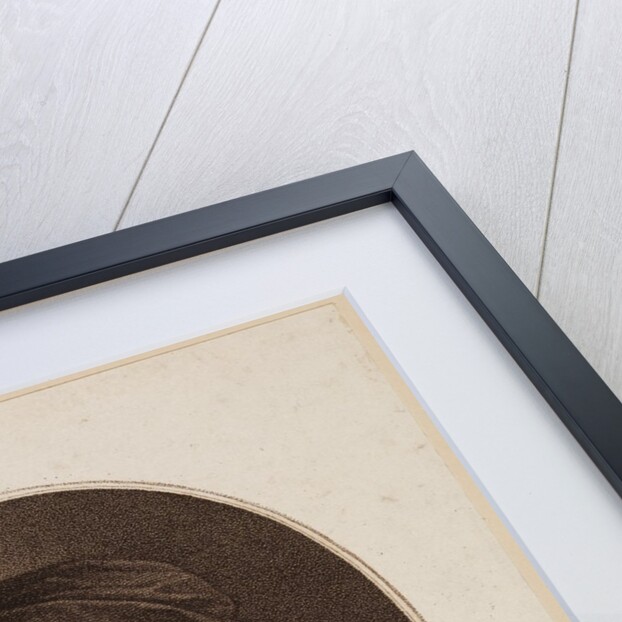 Portrait of Leonhard Euler by Unknown