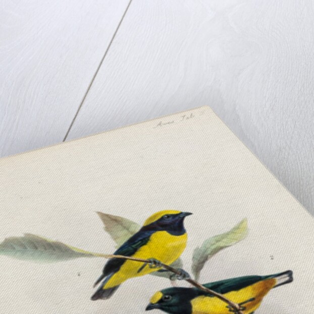 Yellow-crowned euphonia and fulvous-vented euphonia by Johannes Gerardus Keulemans