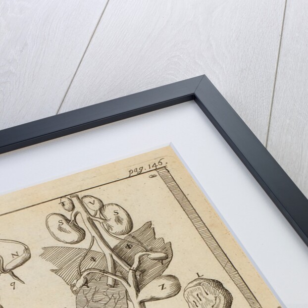 Porcupine and hedgehog by Richard Waller