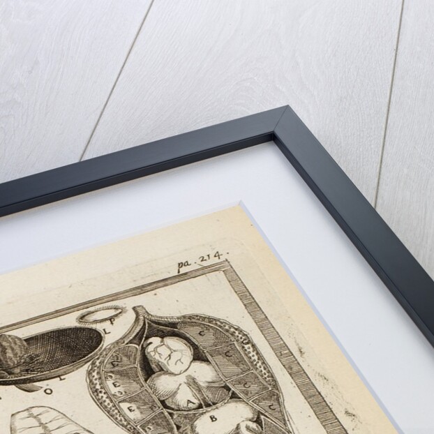 Ostrich by Richard Waller