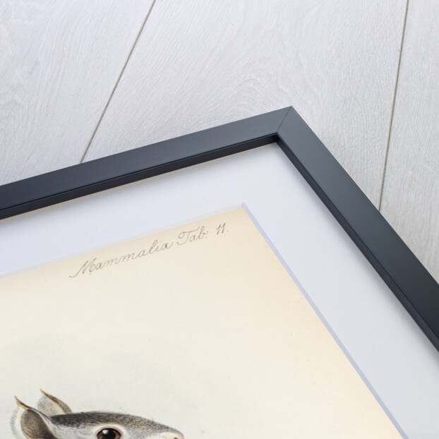 Variegated squirrel by Johannes Gerardus Keulemans
