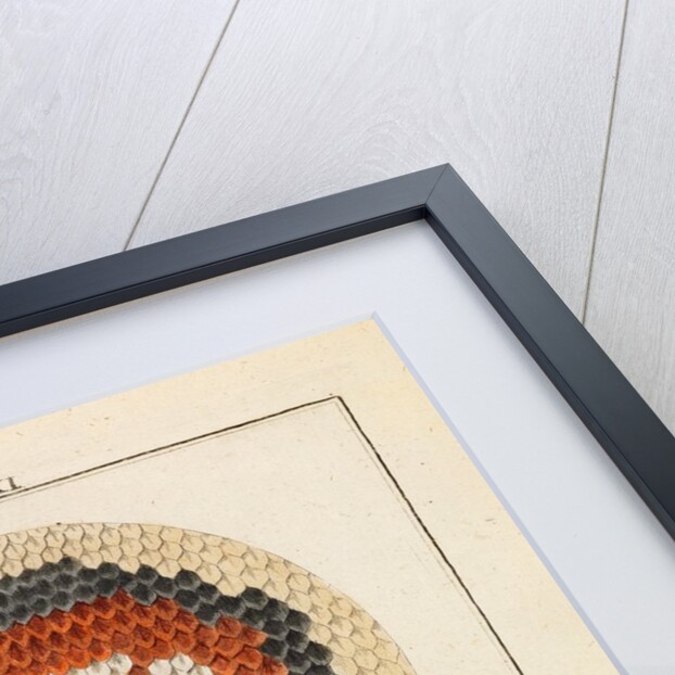 Butterfly wing by Adam Wolfgang Winterschmidt