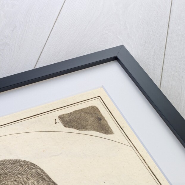 Eel scale by Adam Wolfgang Winterschmidt