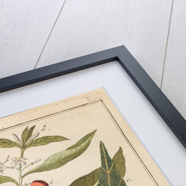 Coffee plant by Adam Wolfgang Winterschmidt