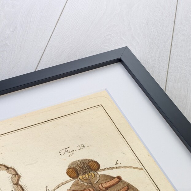 Beetles by Adam Wolfgang Winterschmidt