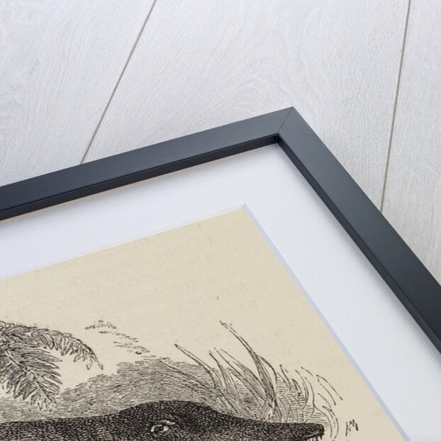 ‘Labrinthodon restored’ by Unknown artist