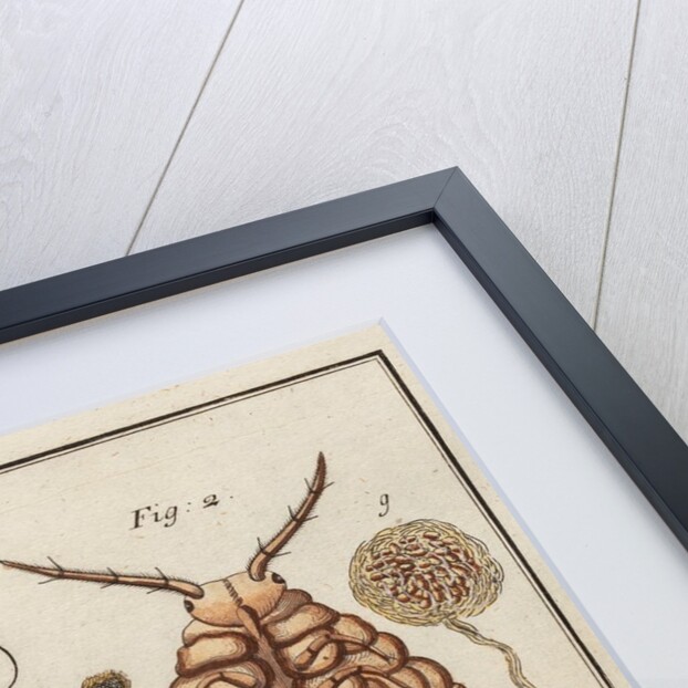 Woodlouse by Adam Wolfgang Winterschmidt