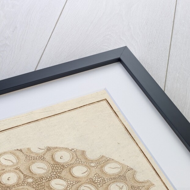 Bullrush by Adam Wolfgang Winterschmidt