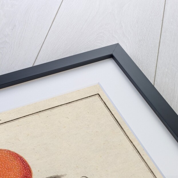 Apricot by Adam Wolfgang Winterschmidt