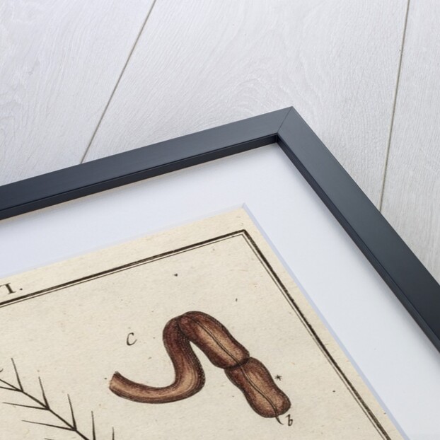 Fly head by Adam Wolfgang Winterschmidt