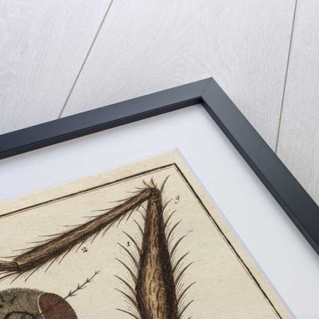 Fly by Adam Wolfgang Winterschmidt