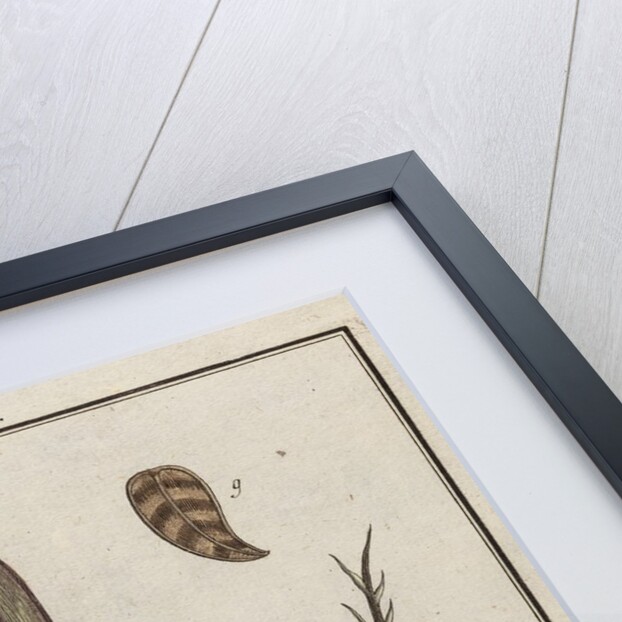 Burdock by Adam Wolfgang Winterschmidt