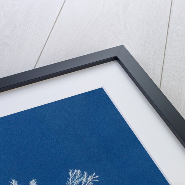 Polysiphonia cristata by Anna Atkins