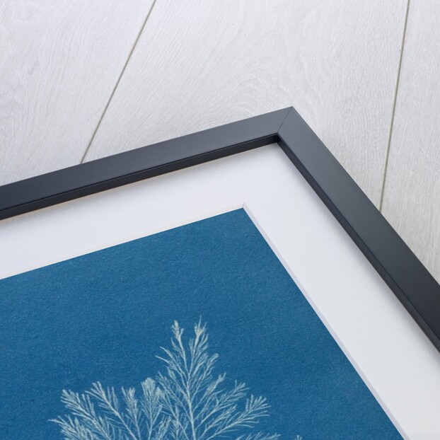 Verebrata thuyoides by Anna Atkins