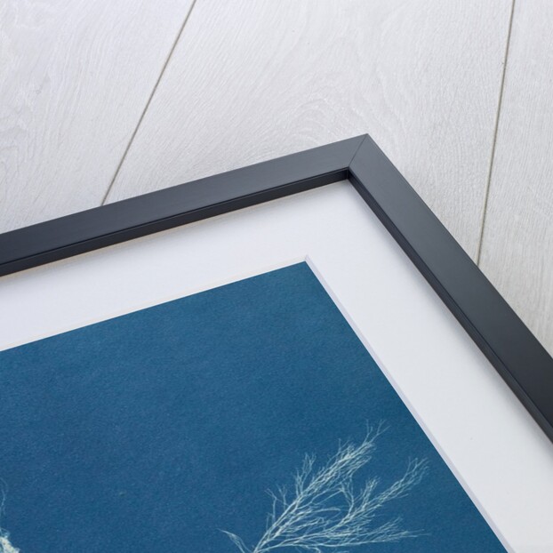 Polysiphonia nigra by Anna Atkins