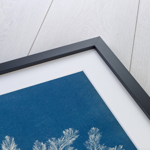 Polysiphonia nigrescens by Anna Atkins