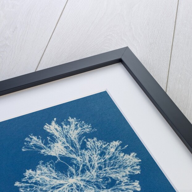 Polysiphonia lanosa by Anna Atkins