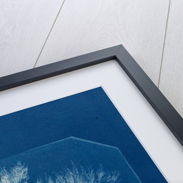 Vertebrata fucoides by Anna Atkins