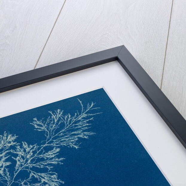 Vertebrata fucoides by Anna Atkins