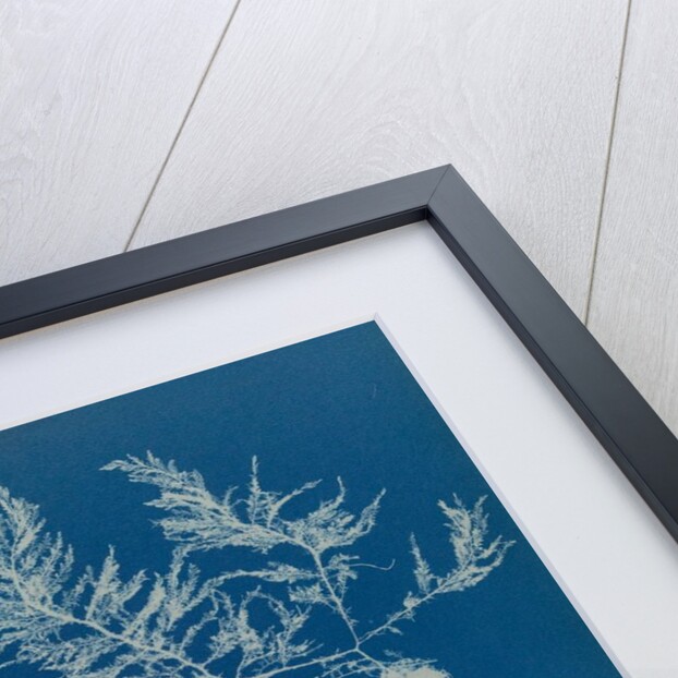 Heterosiphonia plumosa by Anna Atkins