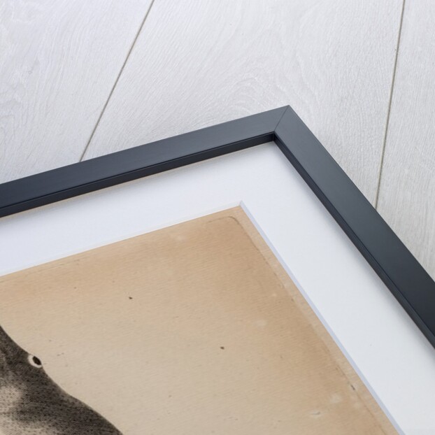 European conger eel by Unknown