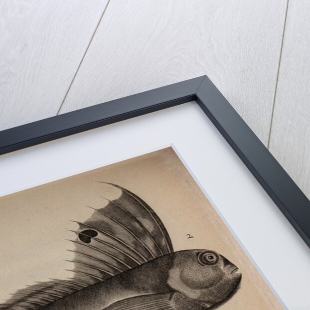 Various fish species by Unknown