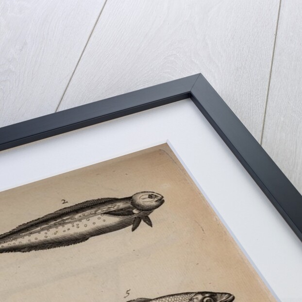 Various fish specimens by Unknown