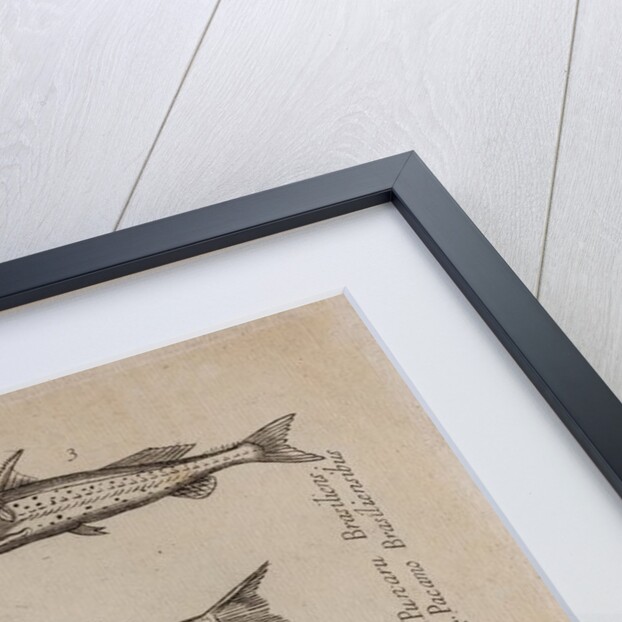 Various fish specimens by Unknown