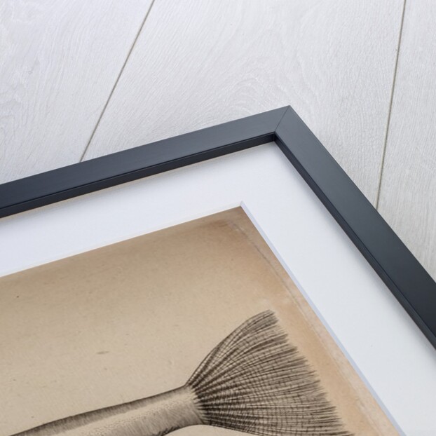 Globefish by Unknown