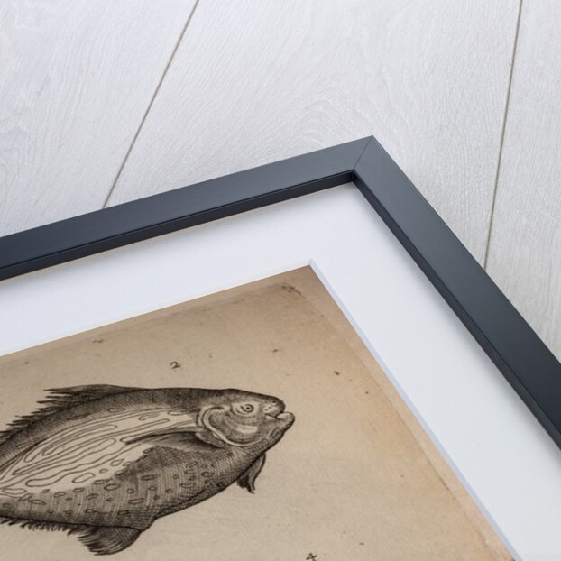 Globefish by Unknown