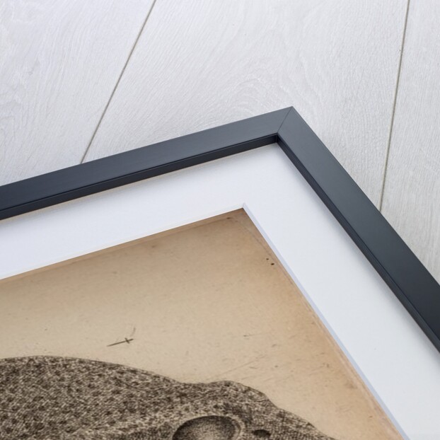 Spotted boxfish by Unknown