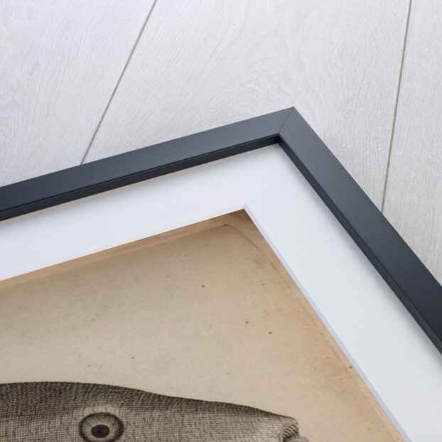 Grey triggerfish by Unknown