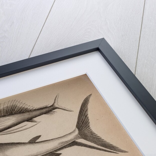 Sailfish and swordfish by Unknown