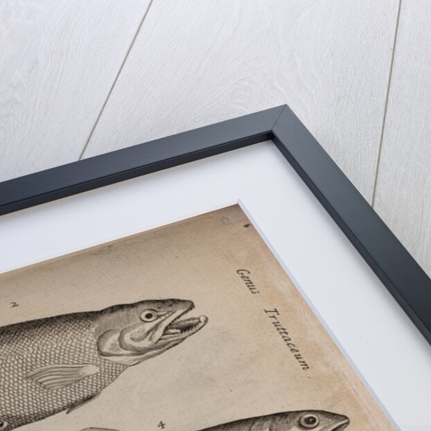 Various fish specimens by Unknown