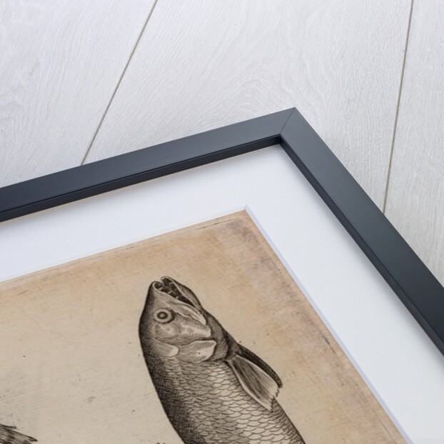 Various fish specimens by Unknown