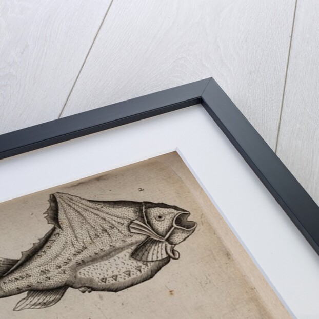 Various fish specimens by Unknown