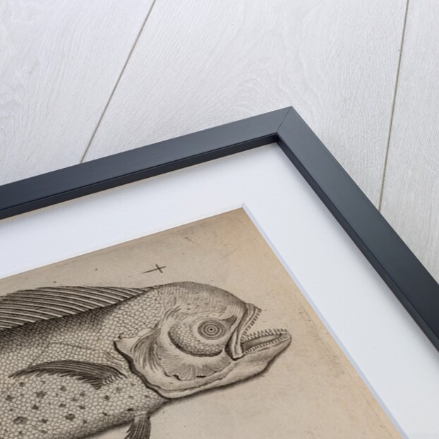 Dolphinfish and combfish by Unknown